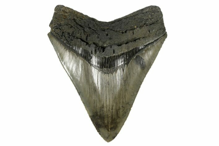 Serrated, Fossil Megalodon Tooth - South Carolina #173895